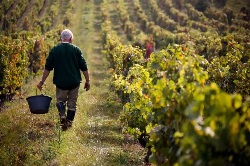 Vignoble